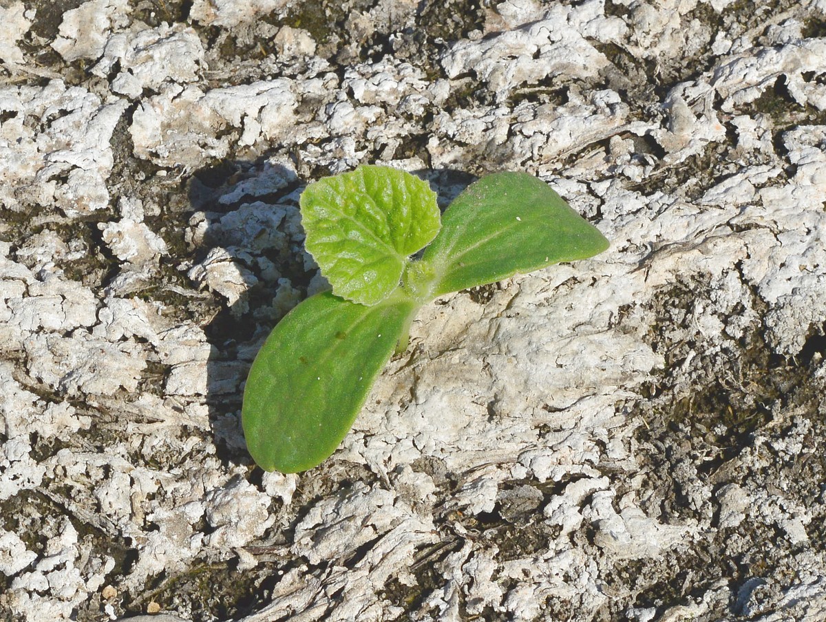 Image of familia Cucurbitaceae specimen.