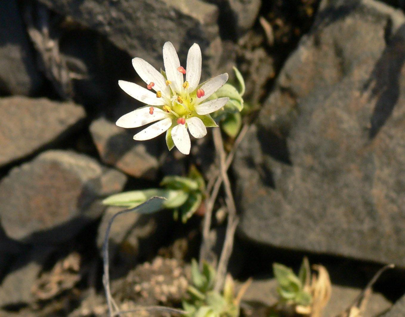 Image of Stellaria edwardsii specimen.