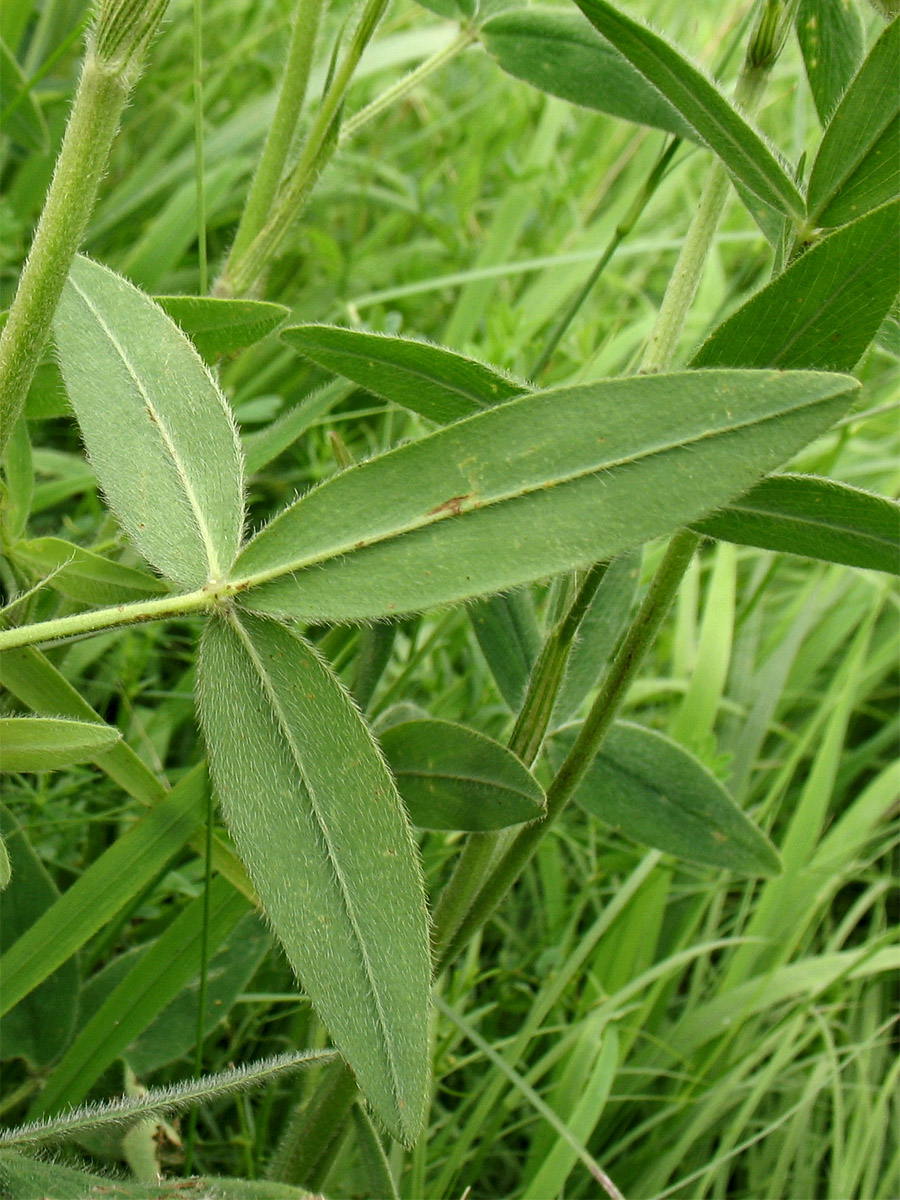 Изображение особи Trifolium pannonicum.