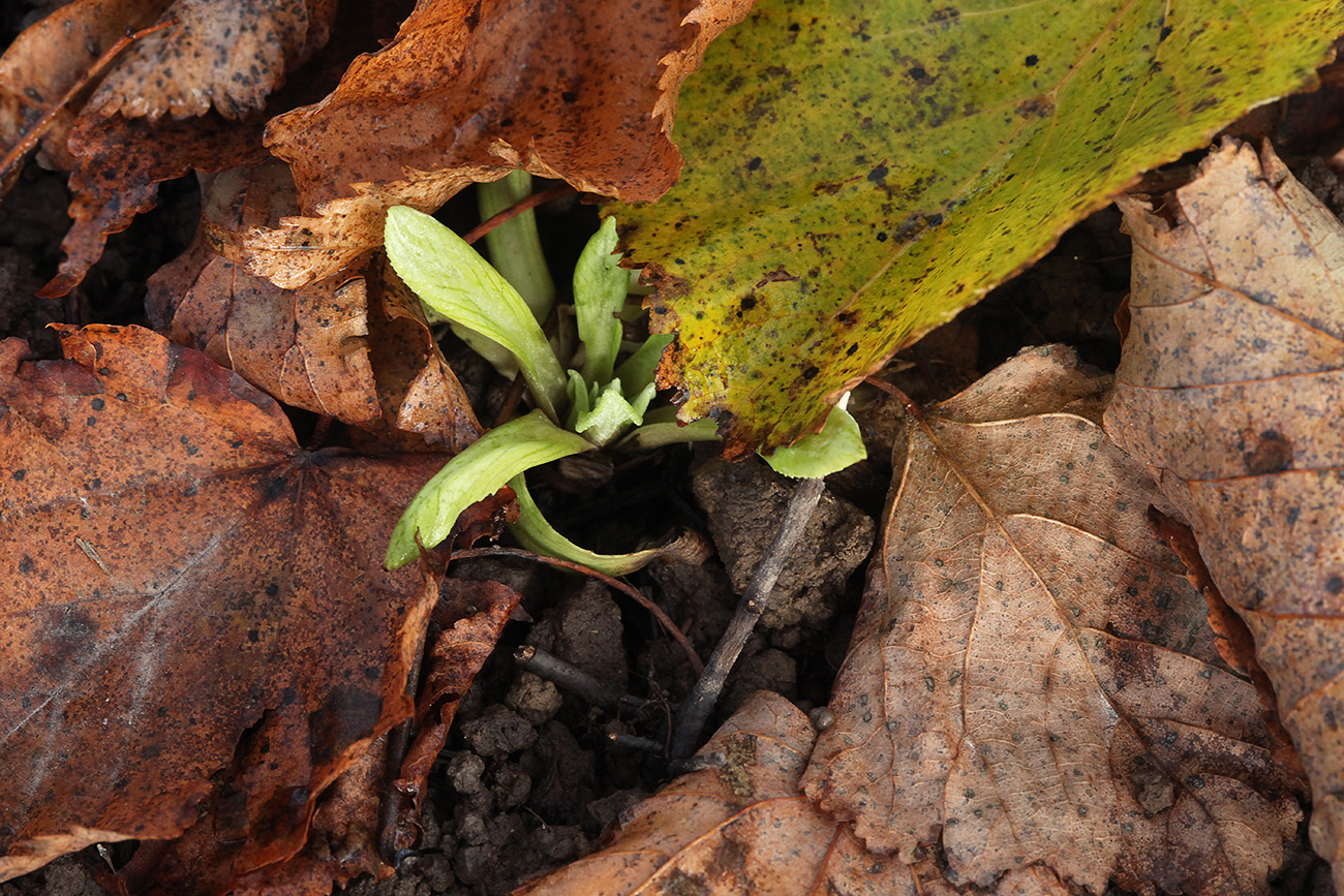 Image of Primula farinosa specimen.