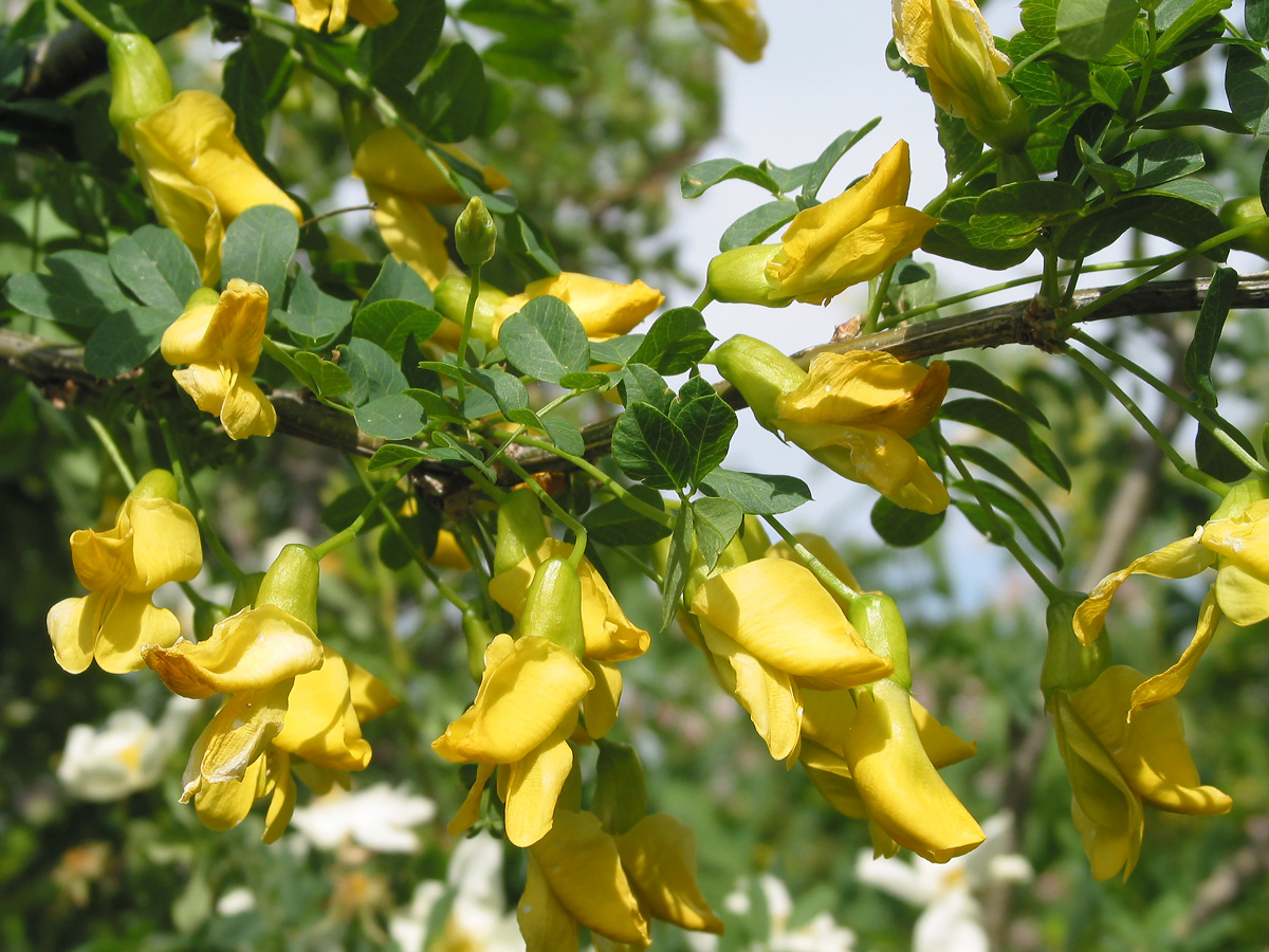 Image of Caragana arborescens specimen.