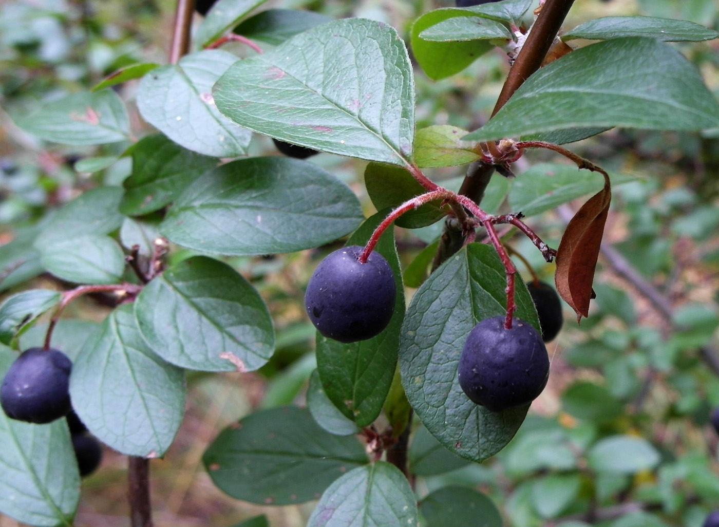 Image of Cotoneaster lucidus specimen.