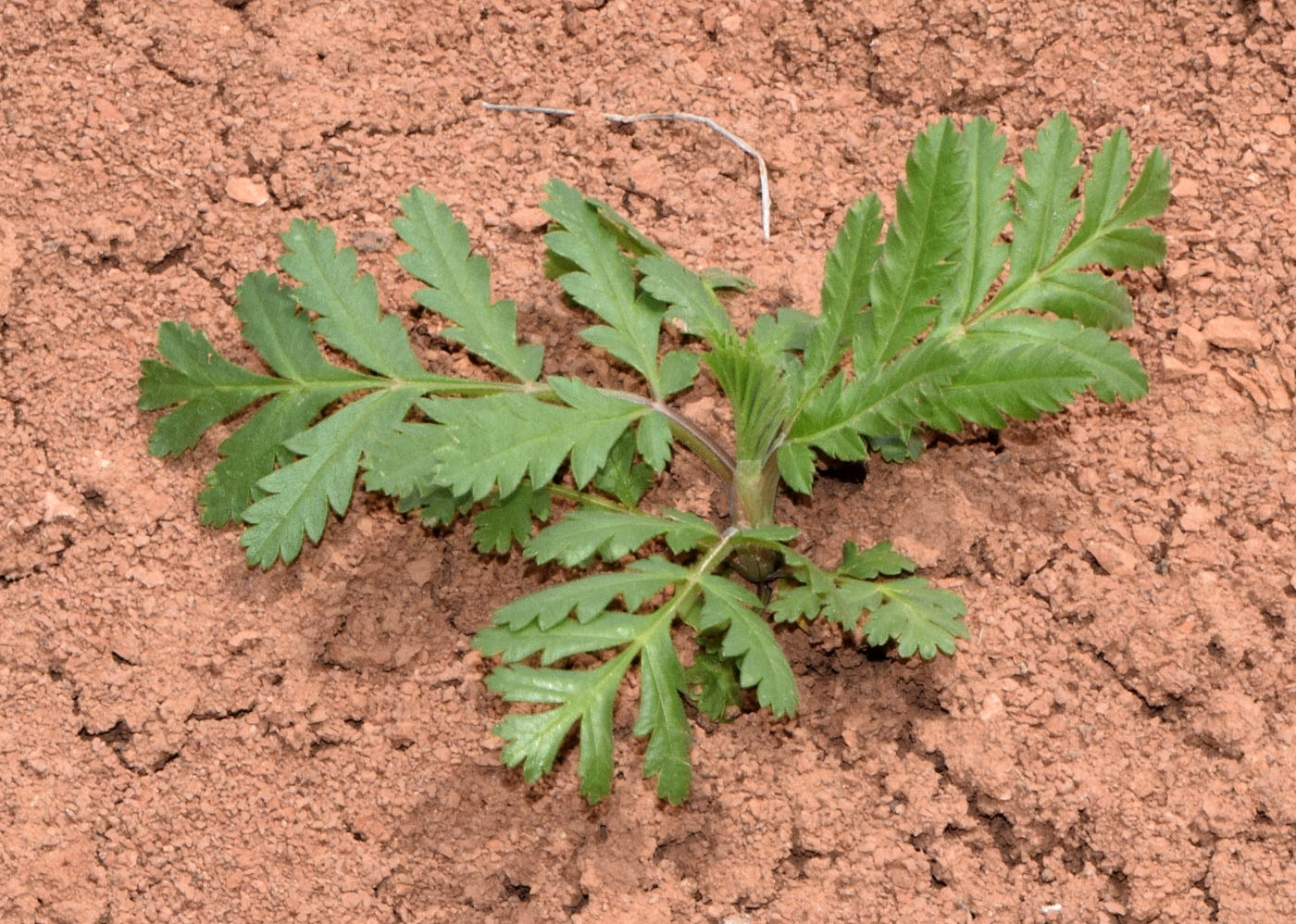 Image of Turgenia latifolia specimen.