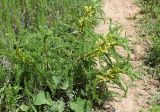 Astragalus turkestanus. Цветущее растение. Узбекистан, Ташкентская обл., южный склон Чаткальского хребта, бассейн р. Ахангаран, склон над турбазой Янгиабад, выше г. Янгиабад. 12.05.2019.