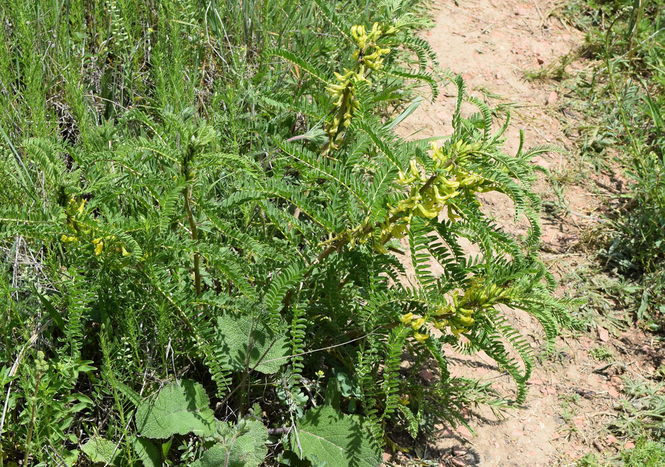 Изображение особи Astragalus turkestanus.