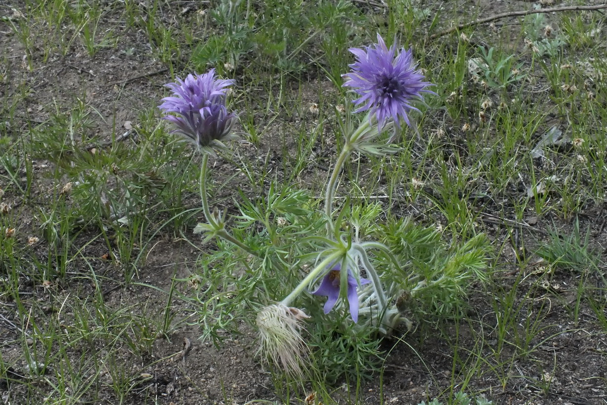 Image of Pulsatilla turczaninovii specimen.