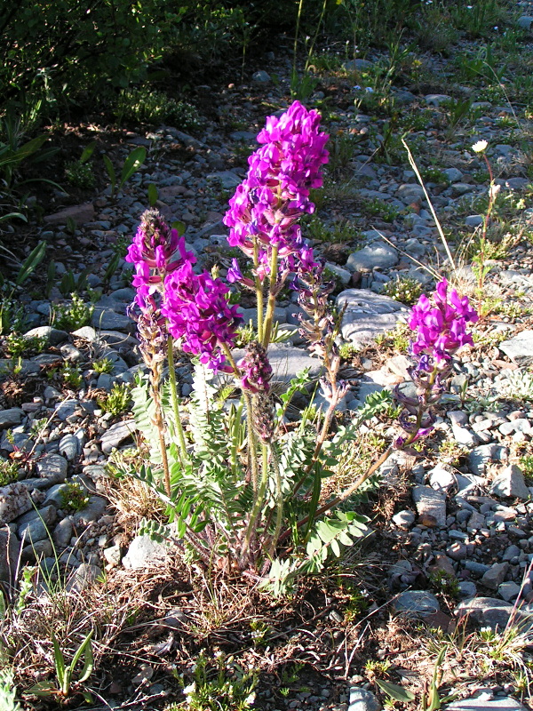 Image of Oxytropis ambigua specimen.