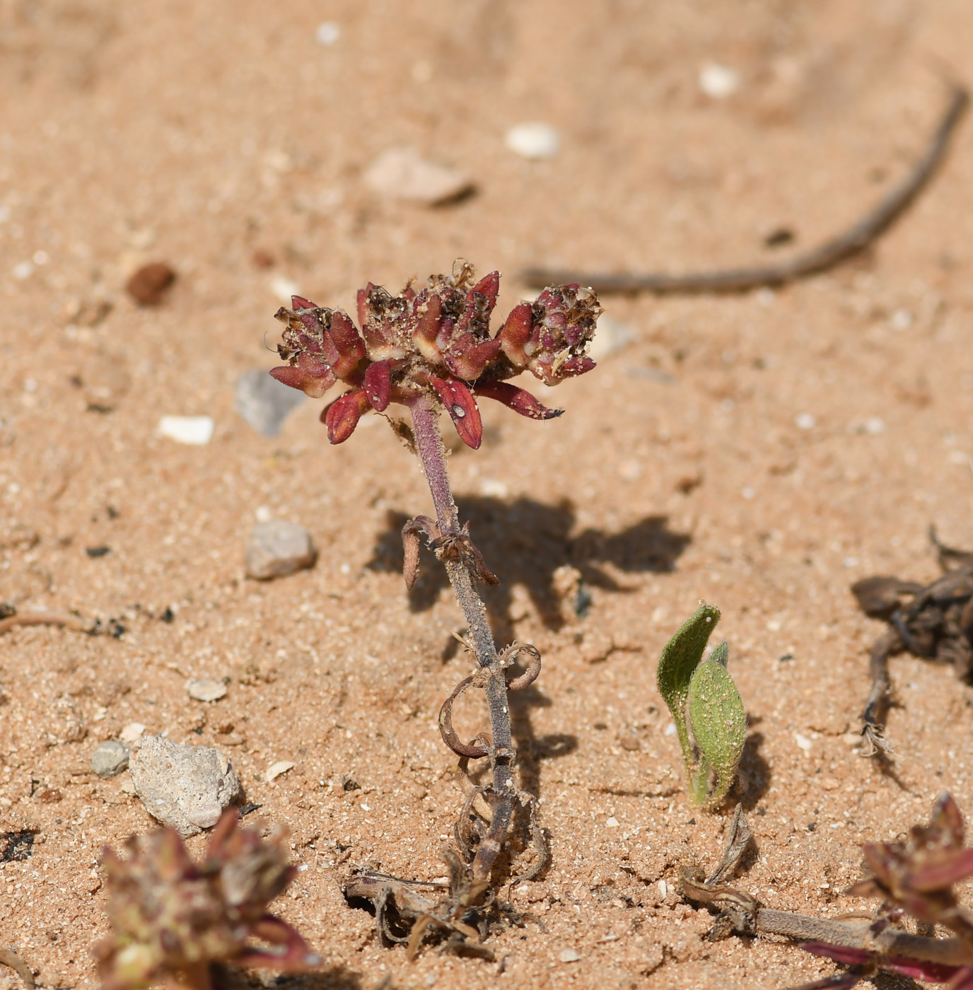 Изображение особи Plantago sarcophylla.