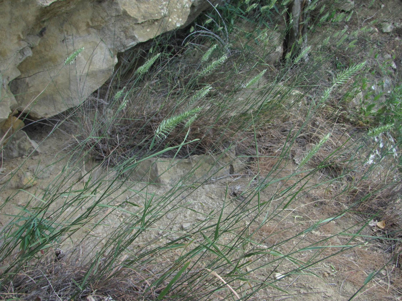 Image of Agropyron pectinatum specimen.