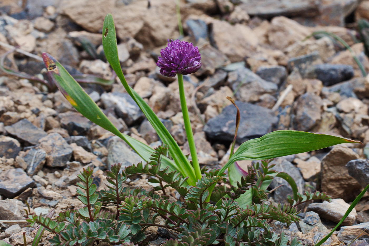 Image of Allium platyspathum specimen.