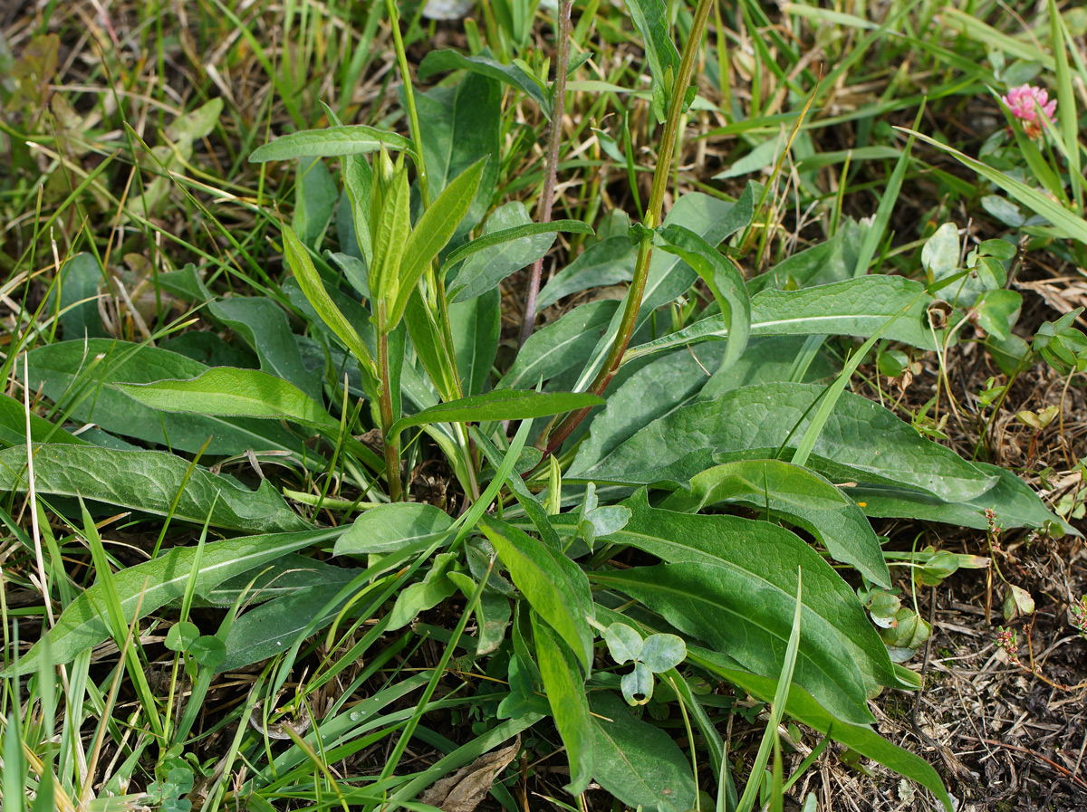 Image of Centaurea jacea specimen.