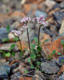 Valeriana martjanovii. Цветущие растения. Алтай, Улаганский р-н, окр. с. Акташ, Курайский хребет, долина р. Чибитка, Красные ворота, ≈ 1200 м н.у.м., каменистый склон. 18.06.2019.