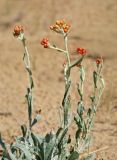 Helichrysum arenarium