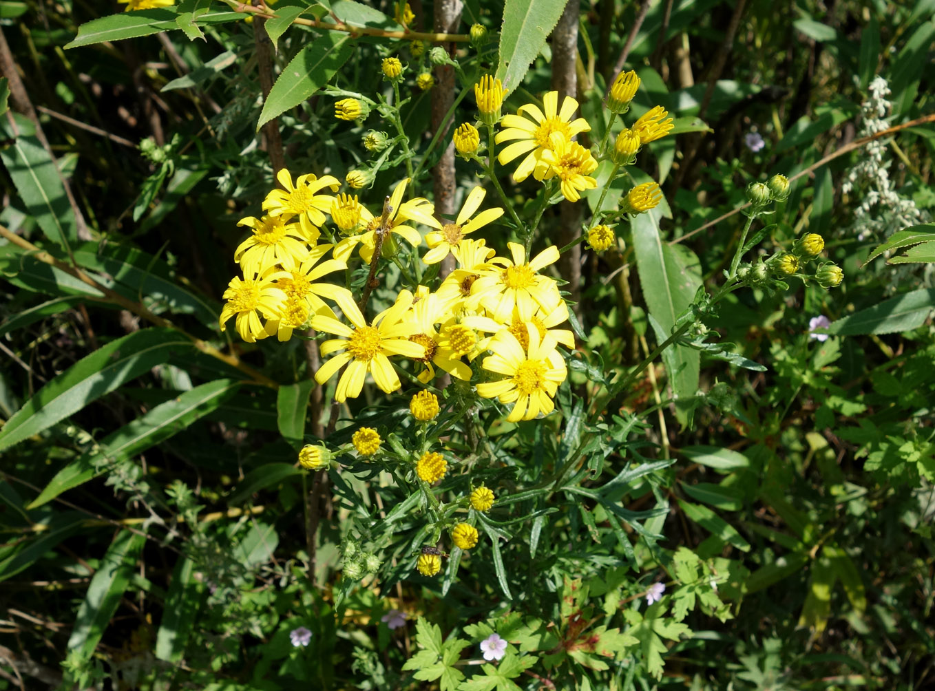 Изображение особи Senecio argunensis.