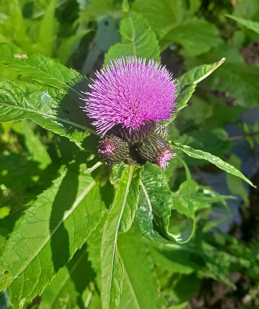 Image of Cirsium helenioides specimen.