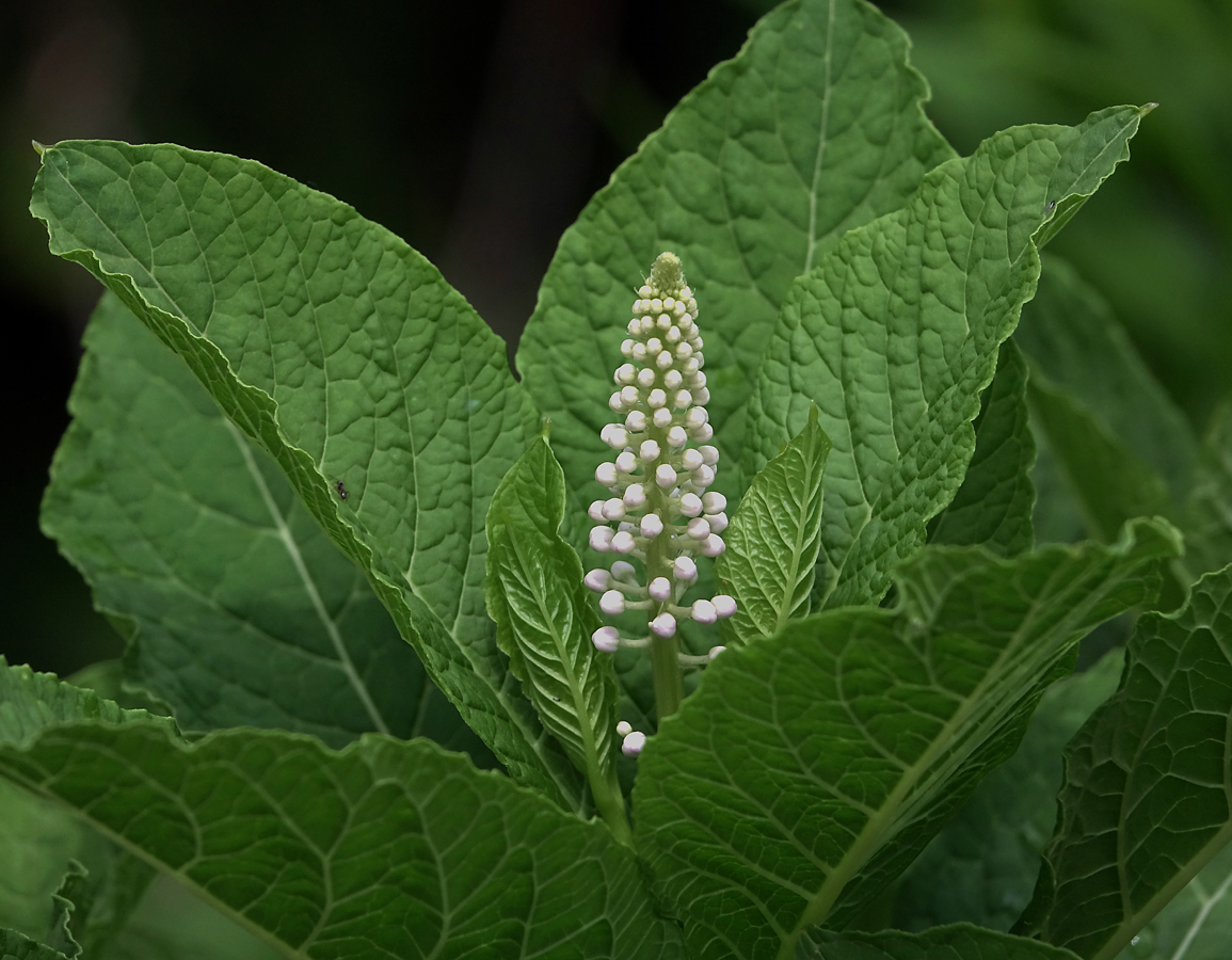 Изображение особи Phytolacca acinosa.