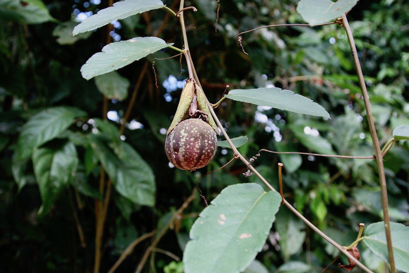 Image of Passiflora miniata specimen.