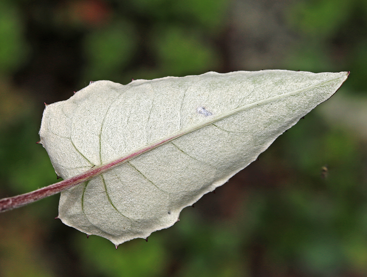 Image of Saussurea porcellanea specimen.