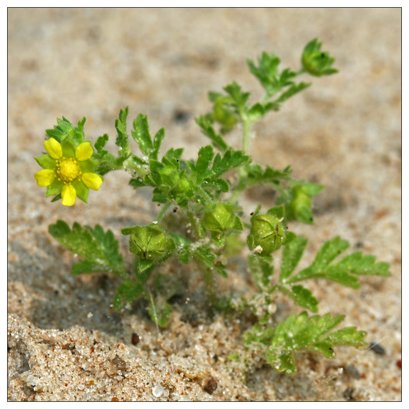 Image of Potentilla supina specimen.