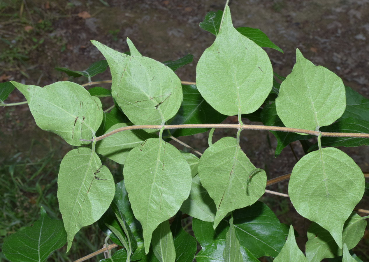 Image of genus Lonicera specimen.