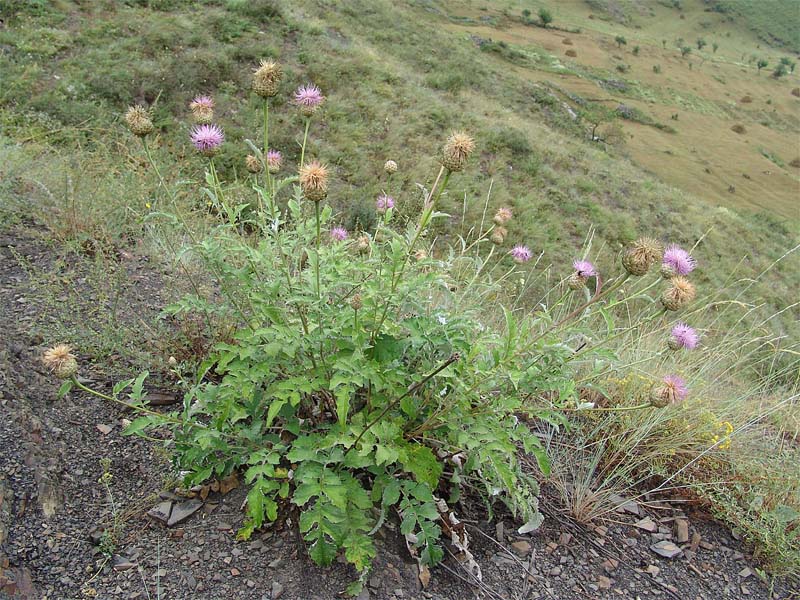 Изображение особи Stemmacantha pulchra.