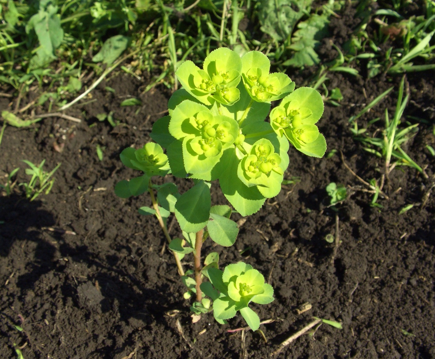 Image of Euphorbia helioscopia specimen.