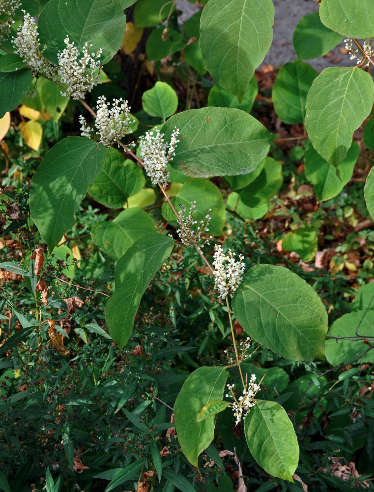 Изображение особи Reynoutria &times; bohemica.