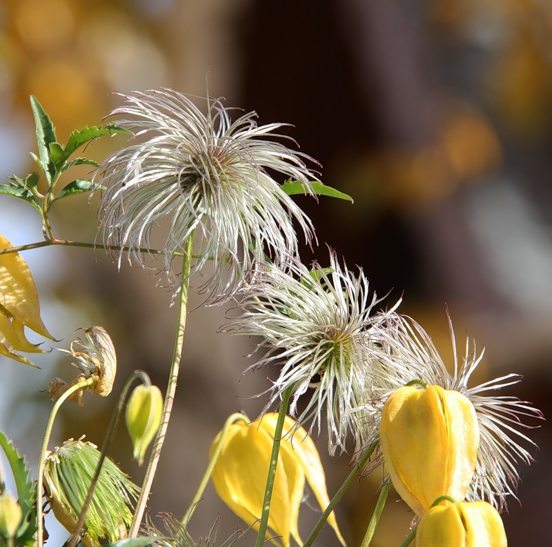 Изображение особи Clematis tangutica.