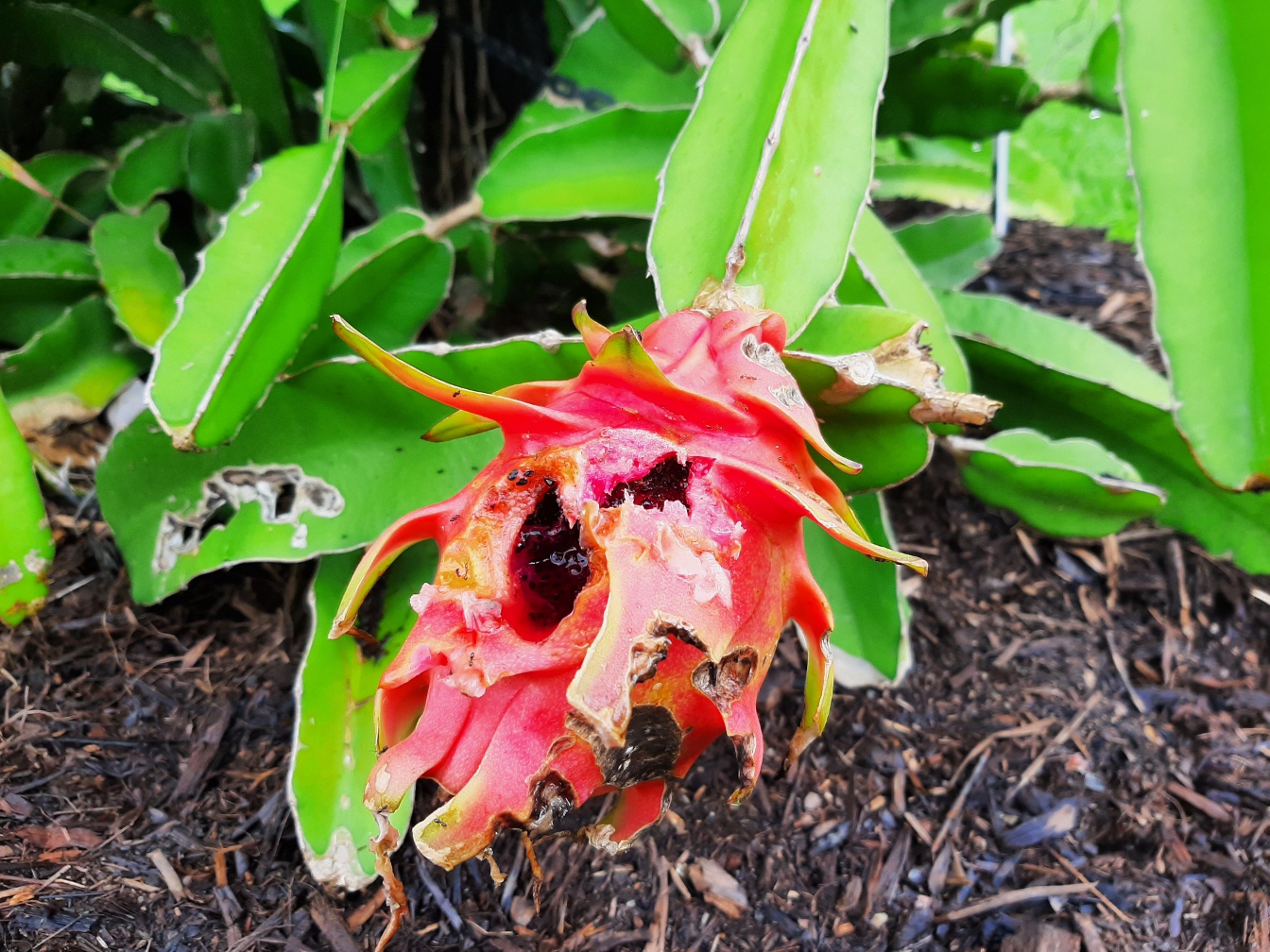 Image of Hylocereus costaricensis specimen.