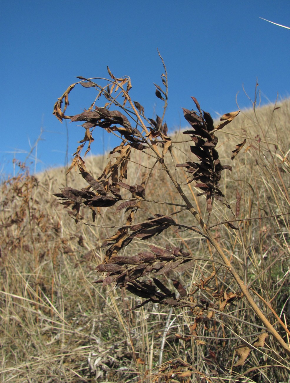 Изображение особи Glycyrrhiza glabra.