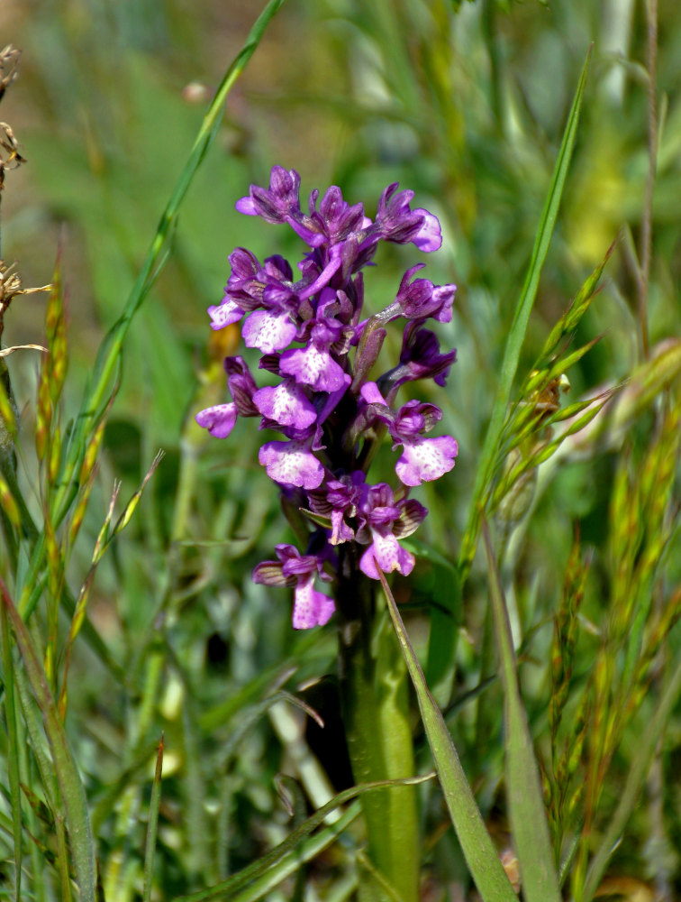 Изображение особи Anacamptis morio ssp. caucasica.