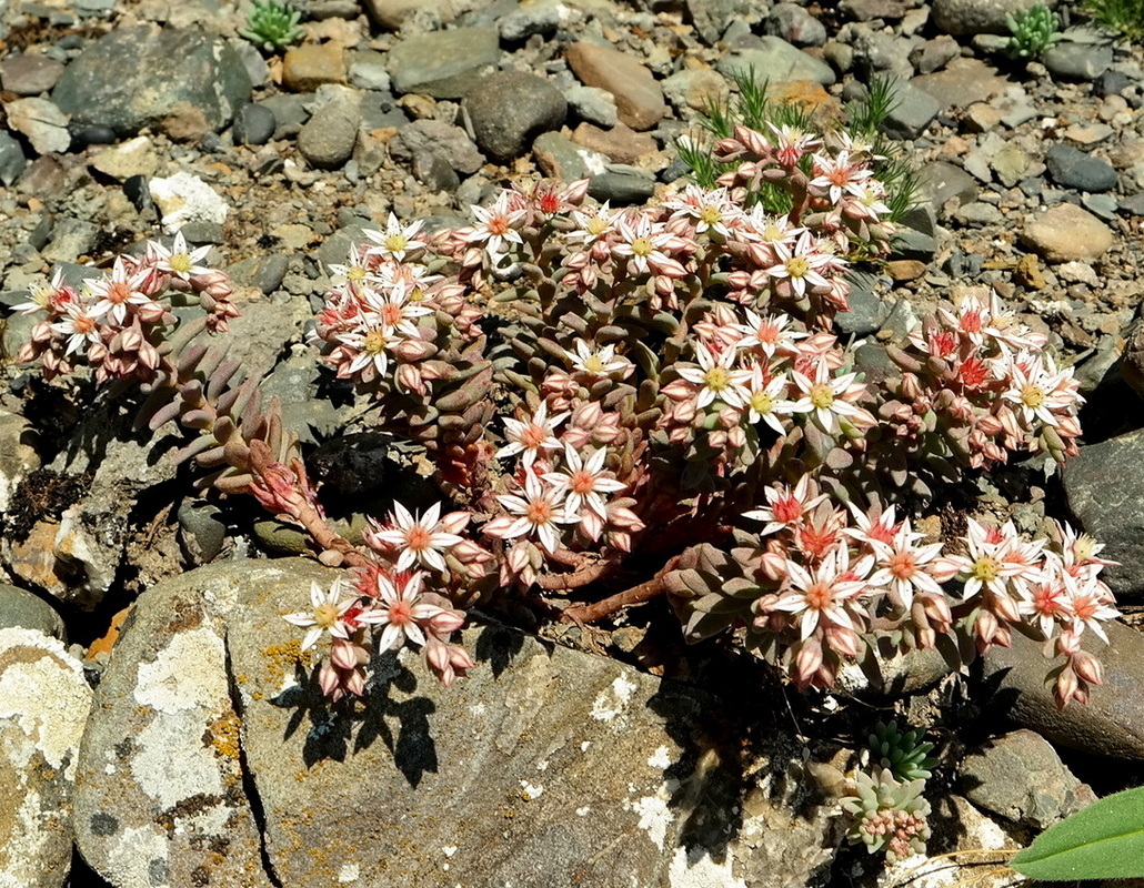 Image of Sedum hispanicum specimen.