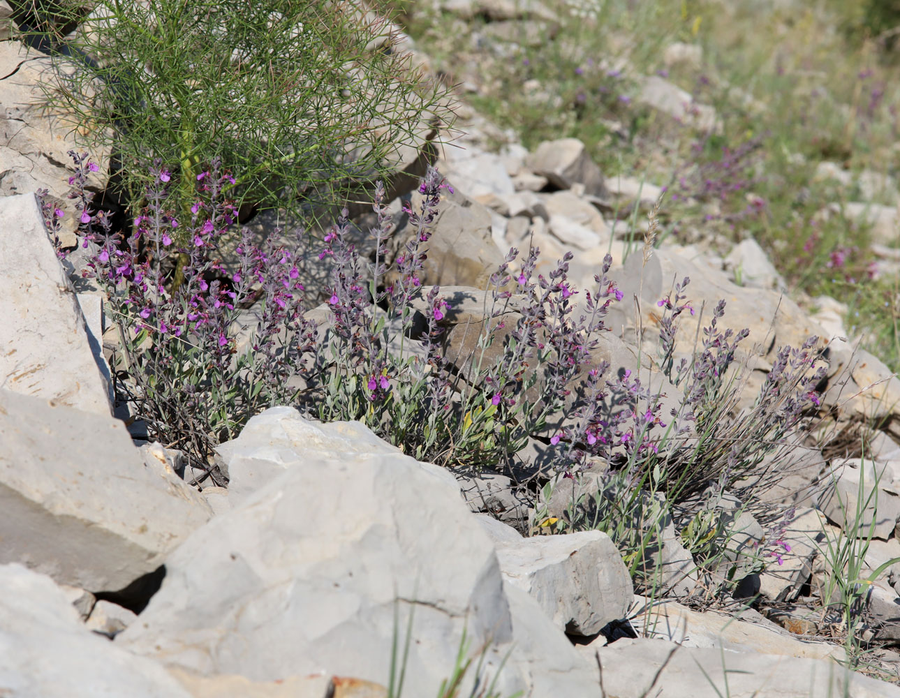 Изображение особи Teucrium canum.