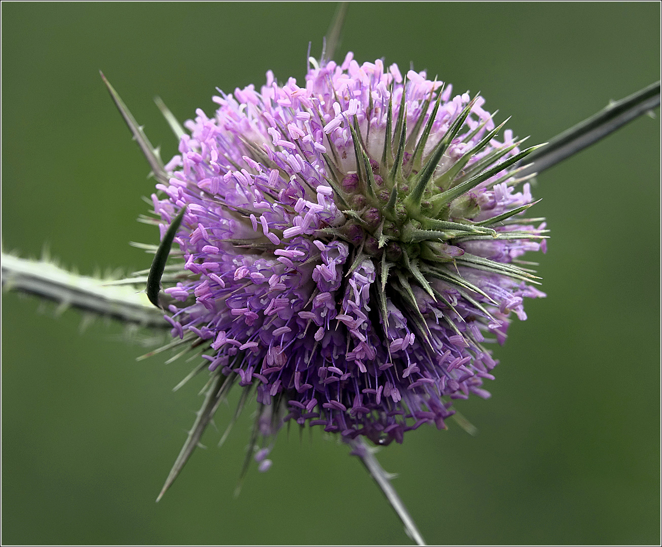 Изображение особи Dipsacus fullonum.