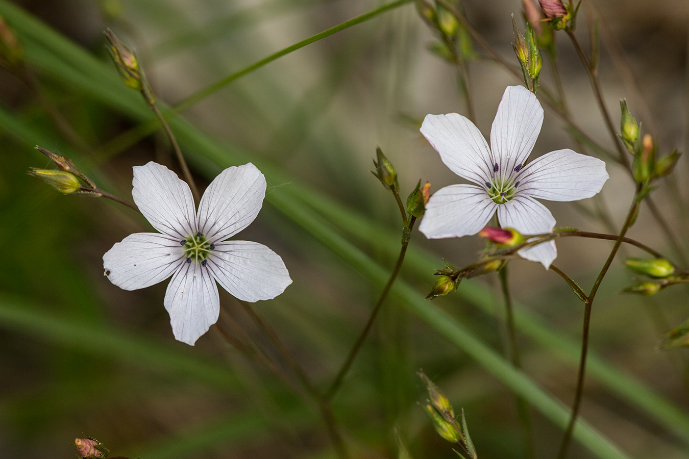 Image of Linum tenuifolium specimen.