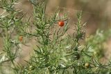 Asparagus verticillatus. Ветви с плодами. Крым, окр. Феодосии, Баракольская долина, берег солёного озера. 6 августа 2021 г.