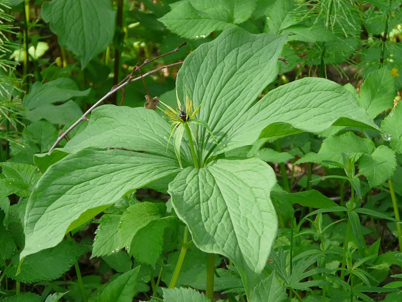 Image of Paris quadrifolia specimen.