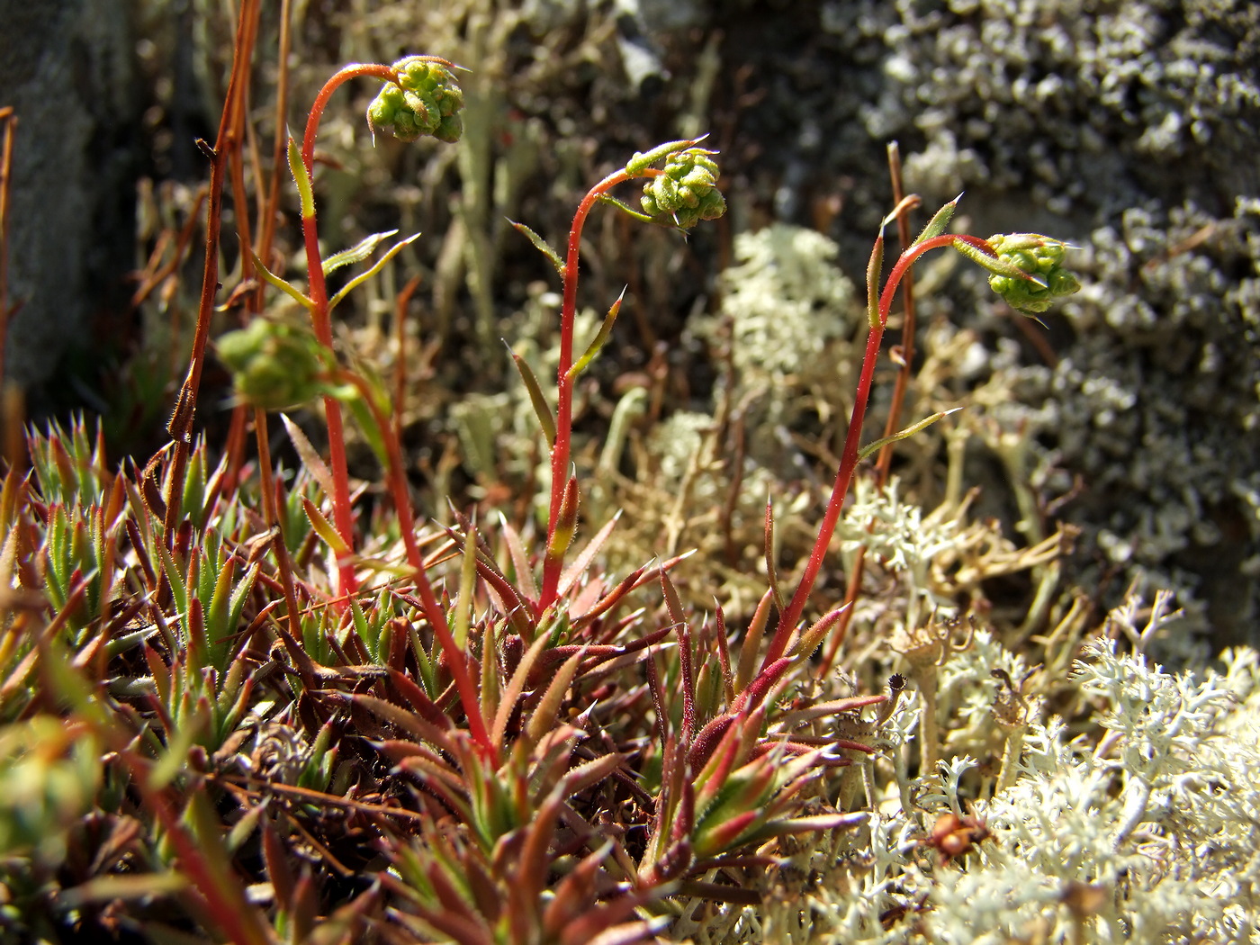 Image of Saxifraga omolojensis specimen.