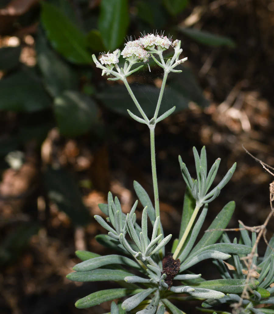 Изображение особи Eriogonum arborescens.