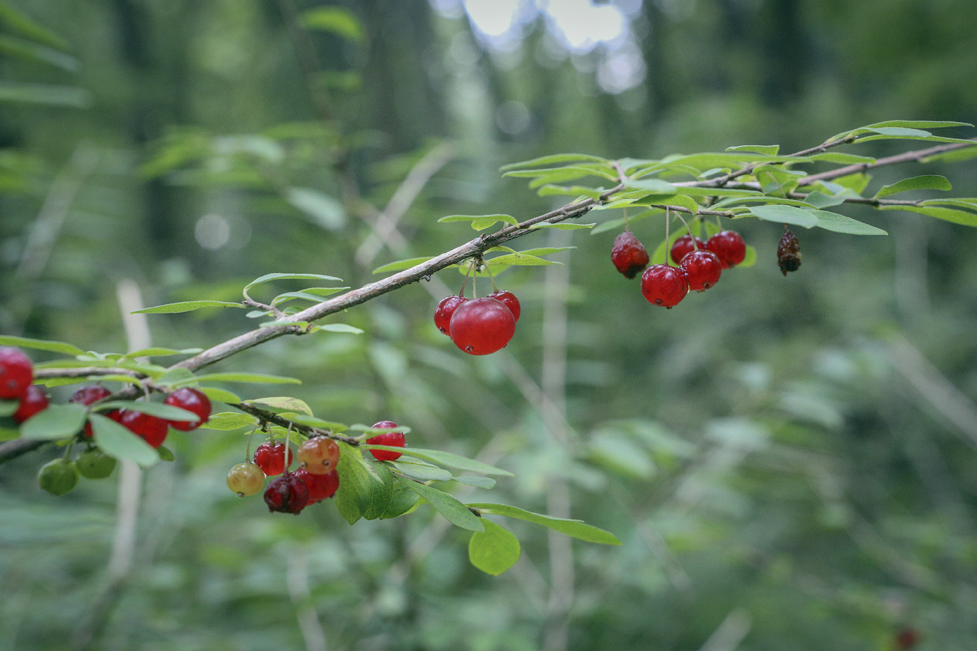 Изображение особи Lonicera tangutica.