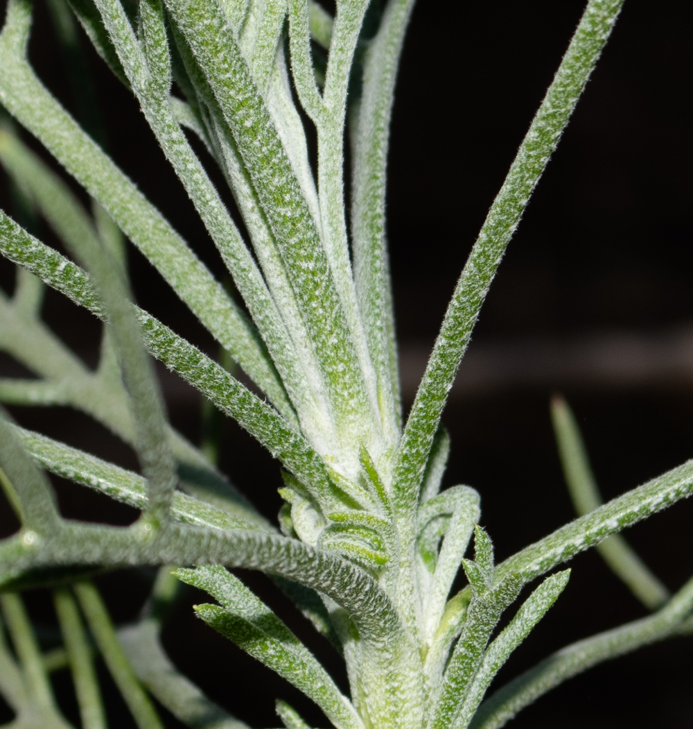 Image of Hymenolepis crithmifolia specimen.