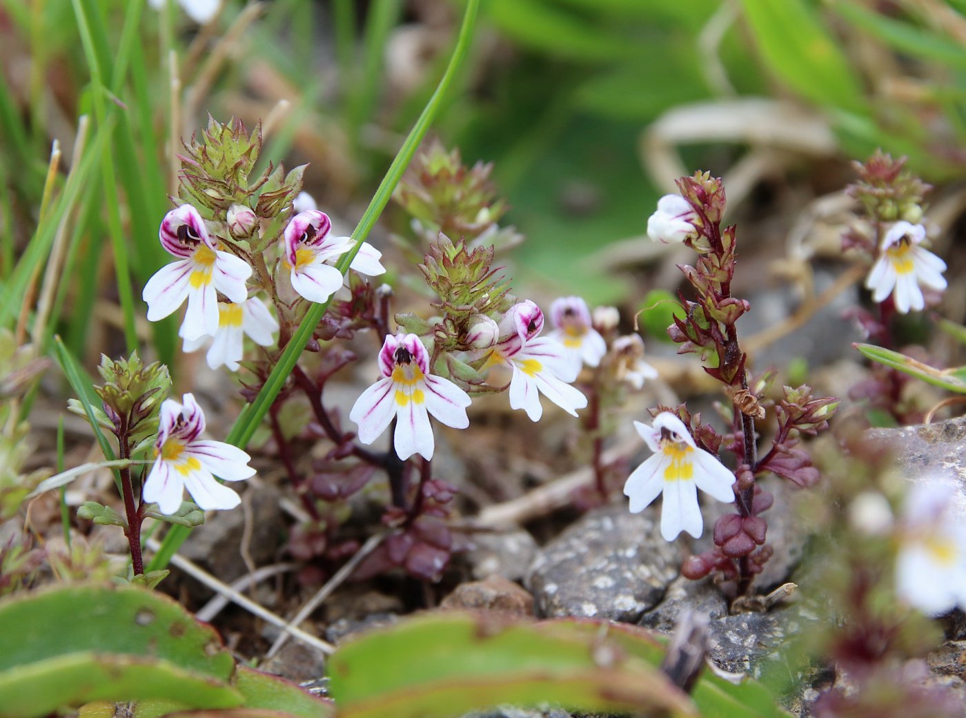 Изображение особи Euphrasia petiolaris.