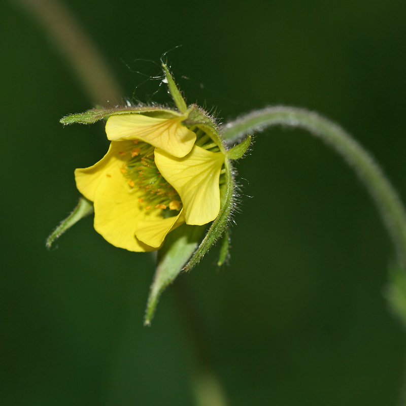 Image of Geum × intermedium specimen.