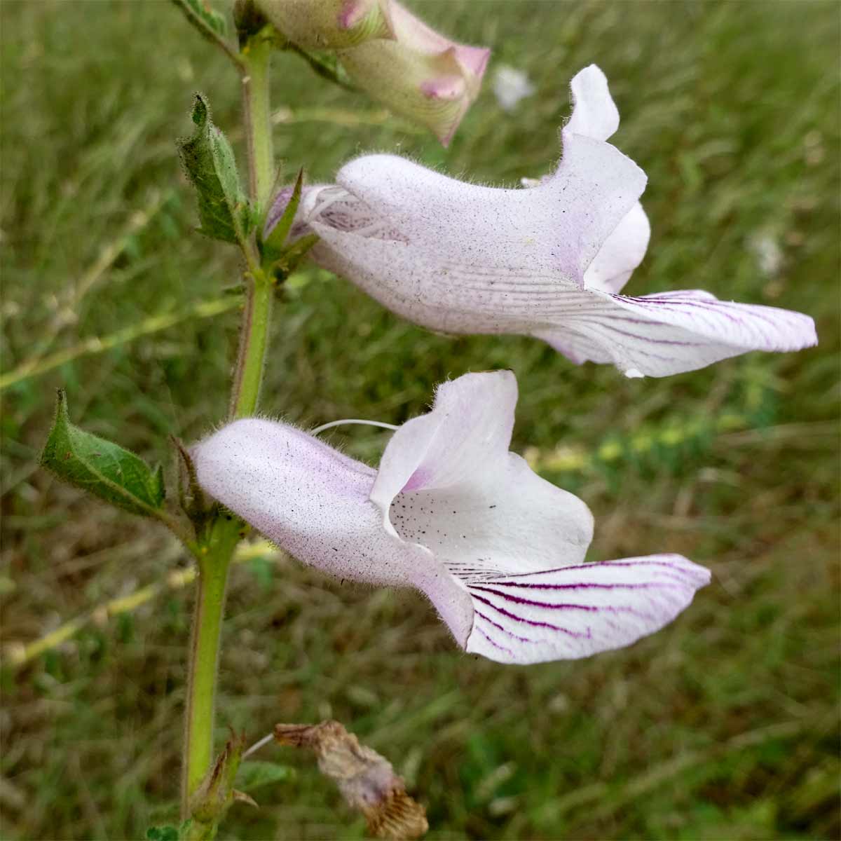 Image of Ceratotheca triloba specimen.