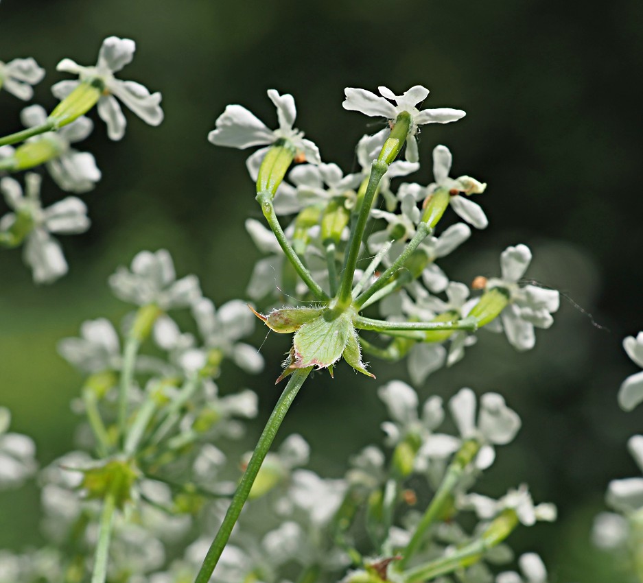 Image of Anthriscus sylvestris specimen.