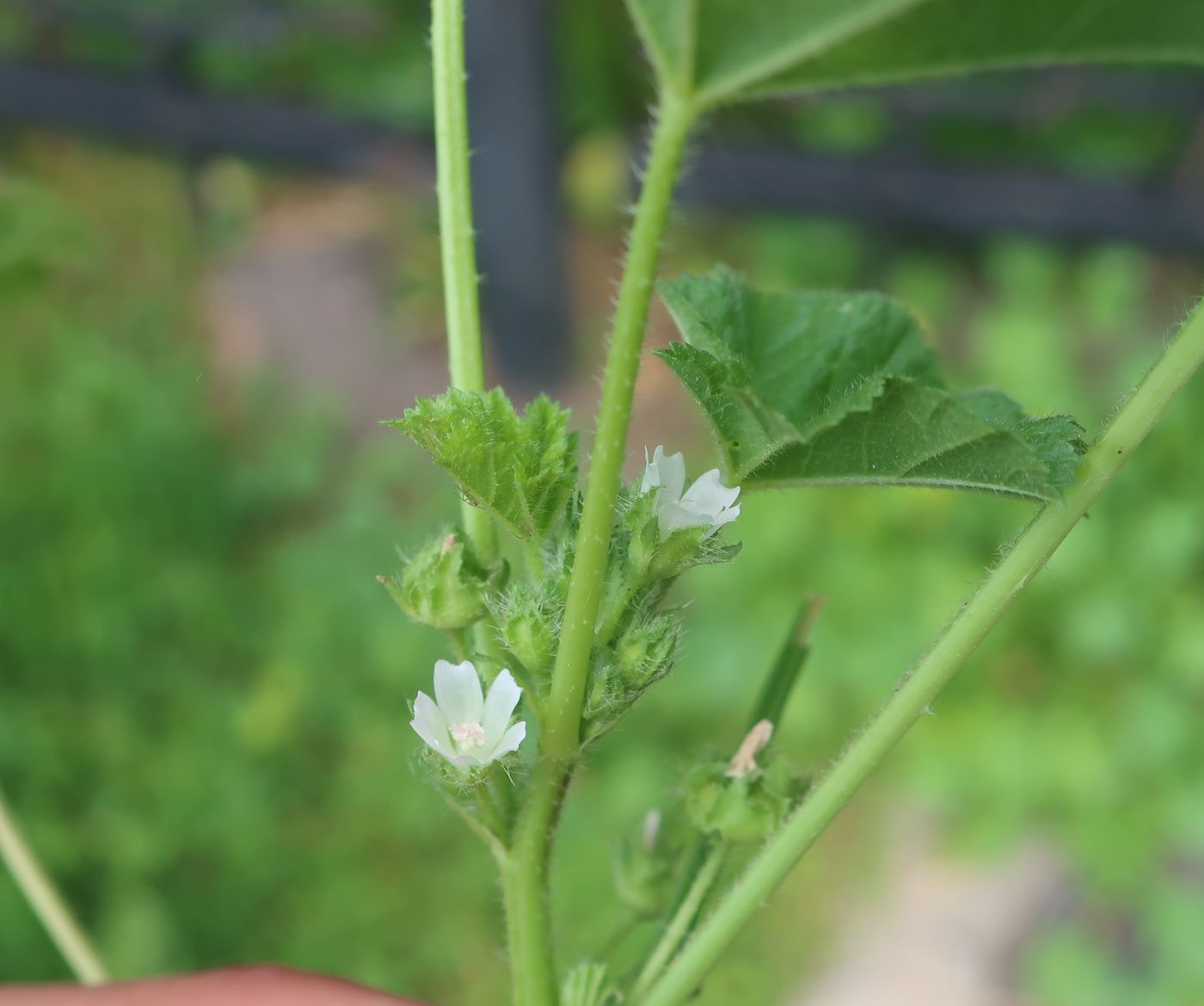 Image of Malva pusilla specimen.