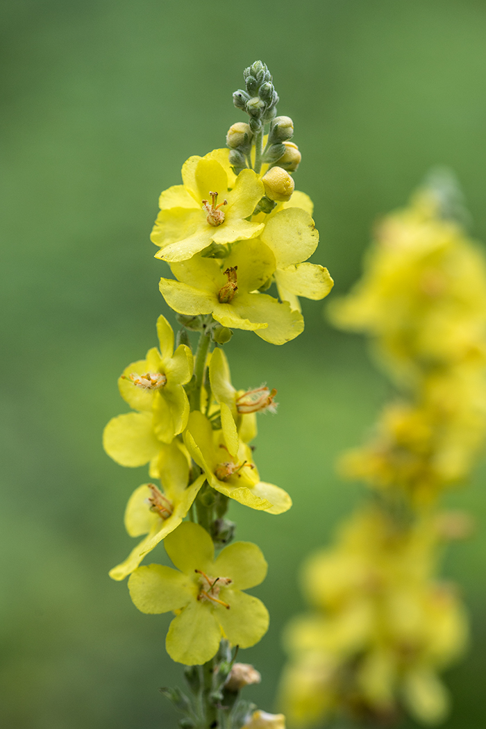 Image of Verbascum lychnitis specimen.