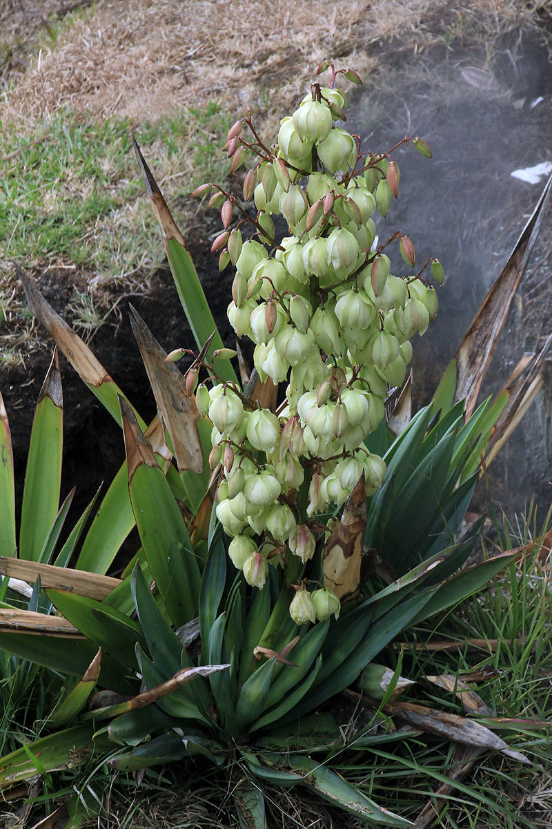 Изображение особи Yucca gloriosa.