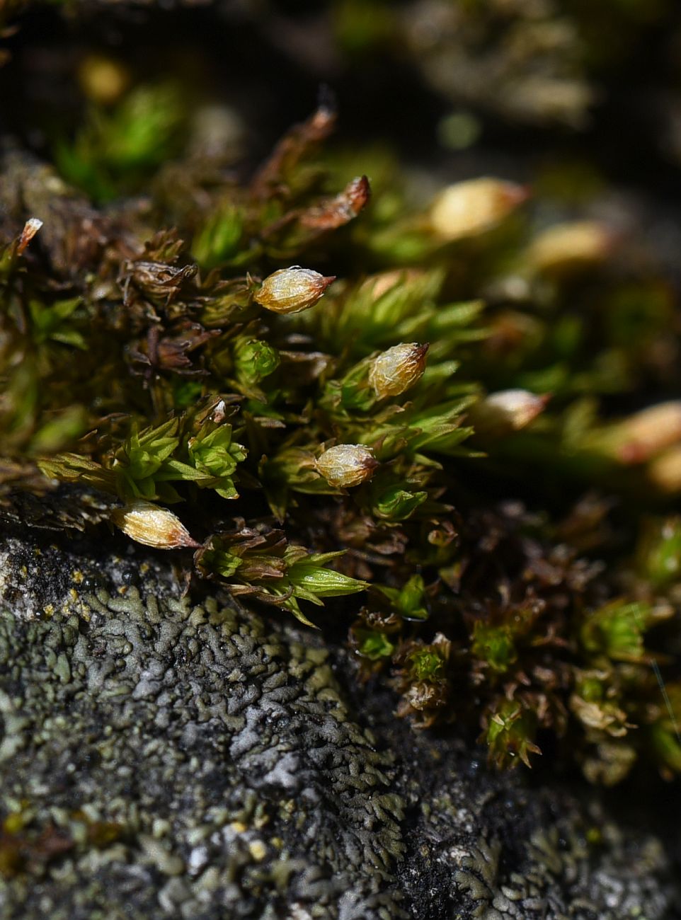 Изображение особи семейство Orthotrichaceae.