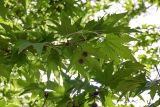 Platanus orientalis. Верхушка ветви с соплодием. Дагестан, г. Дербент, в культуре. 04.05.2022.